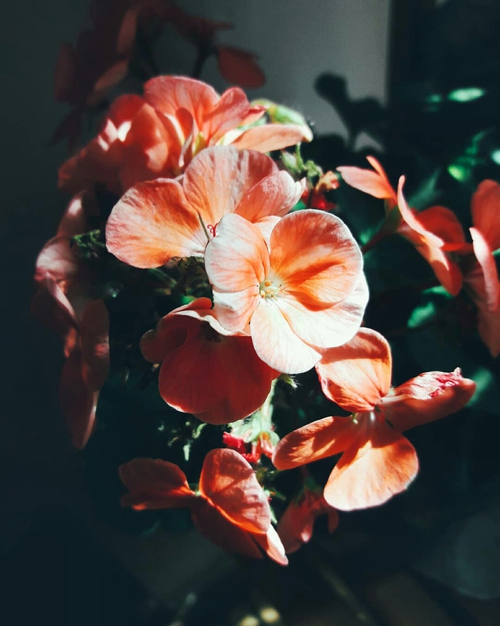 Beautiful Flower