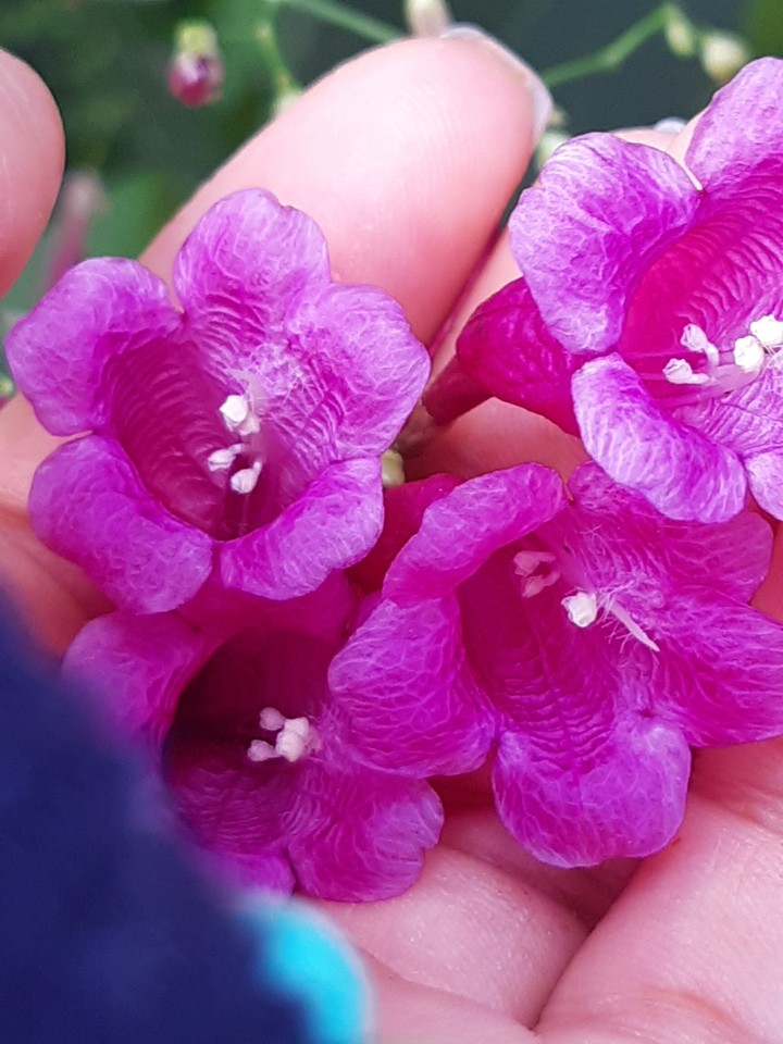 flores