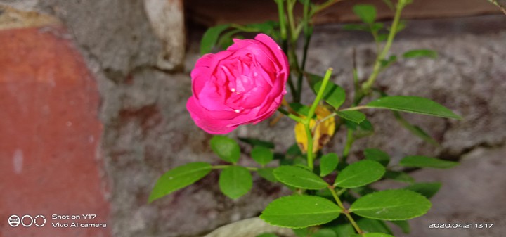 rose