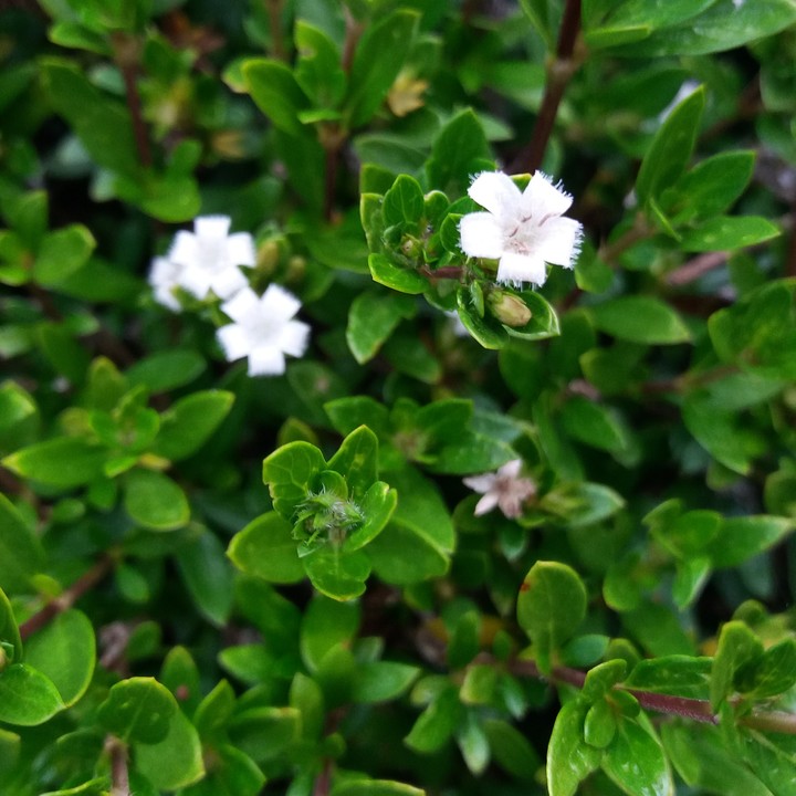 Small white