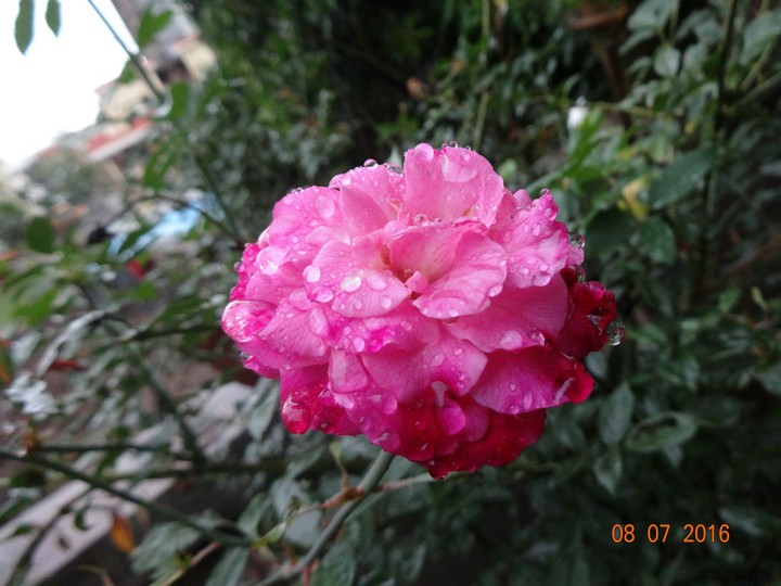 pink flower