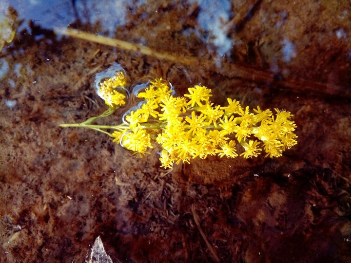 the nature of the mirror