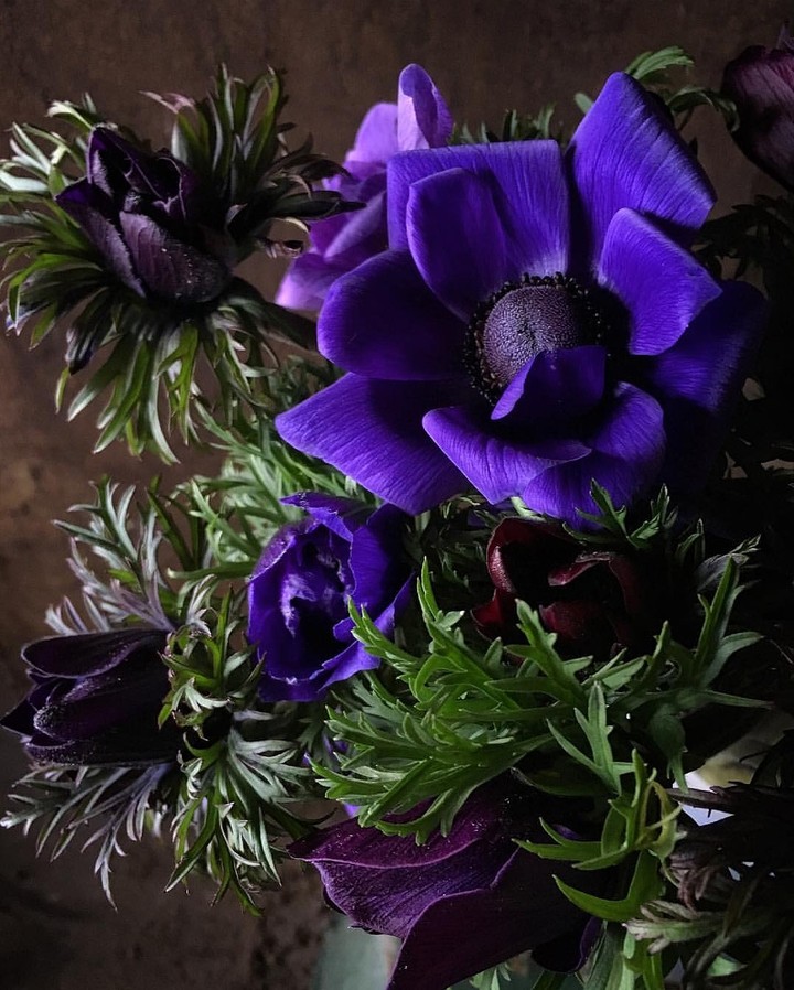 Anemone