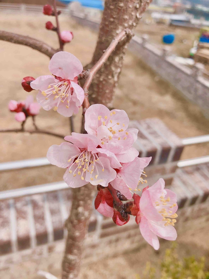 홍매화