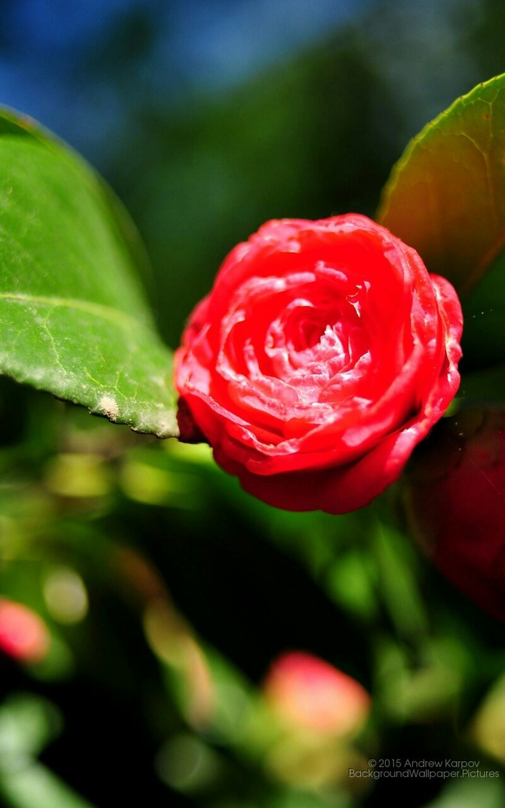 Red Tulip