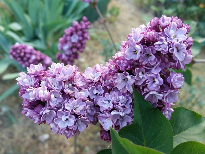 Bunny lilac