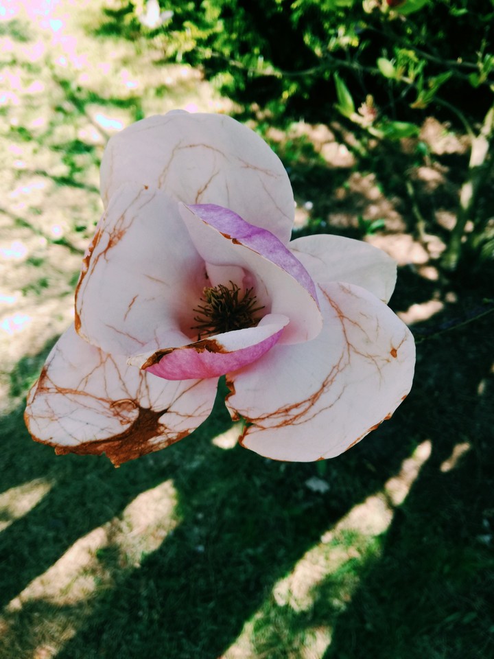 magnolia