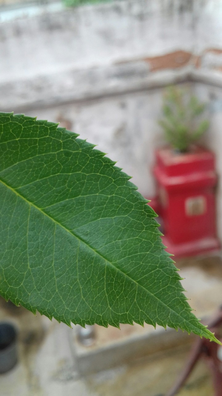 Rose leaf