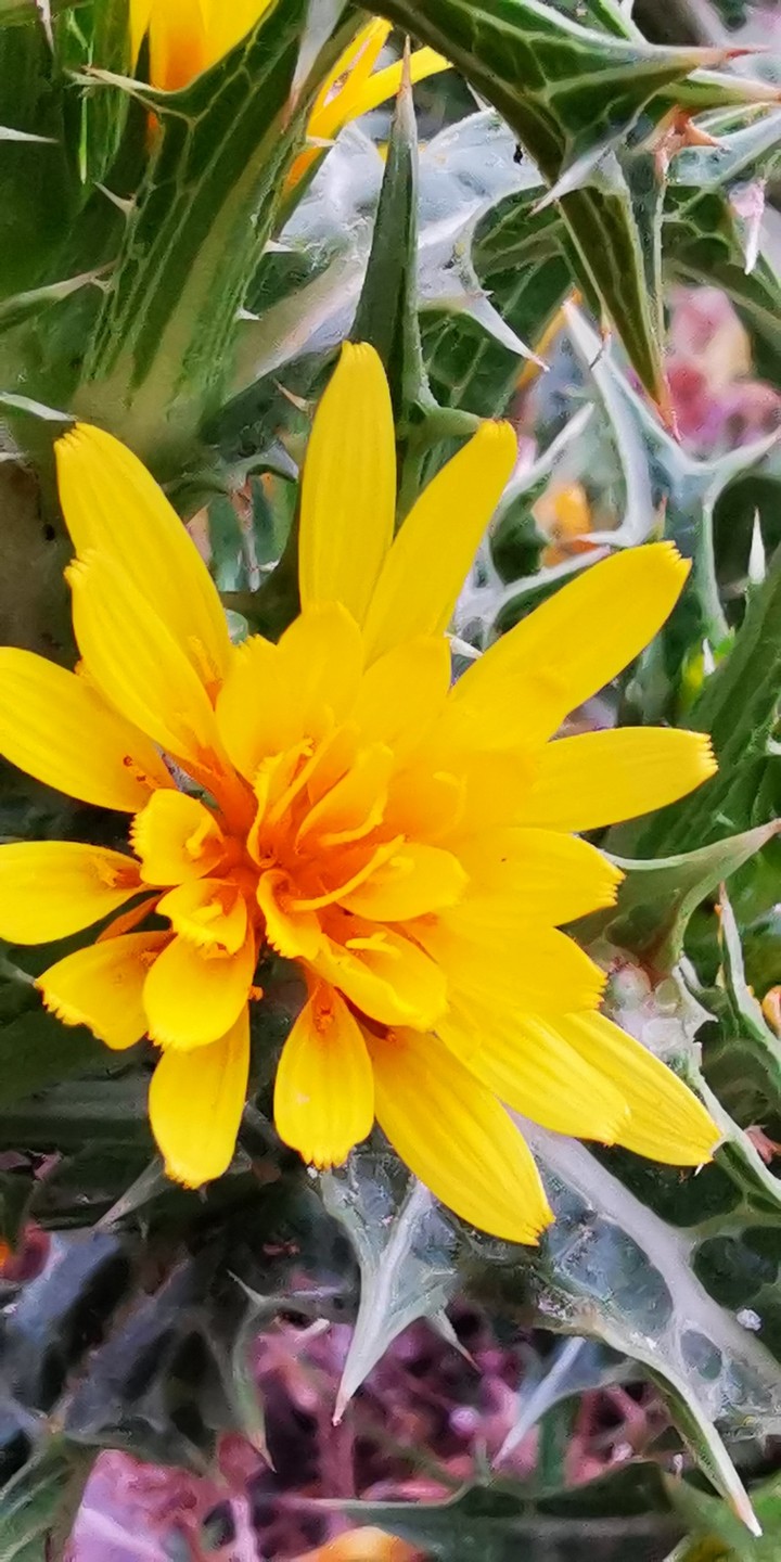 fleur jaune