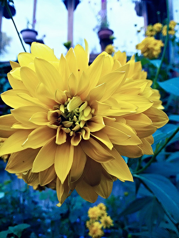 Big sun flower