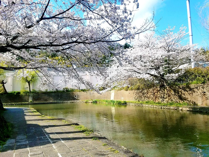 sakura