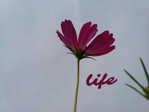 Life 2