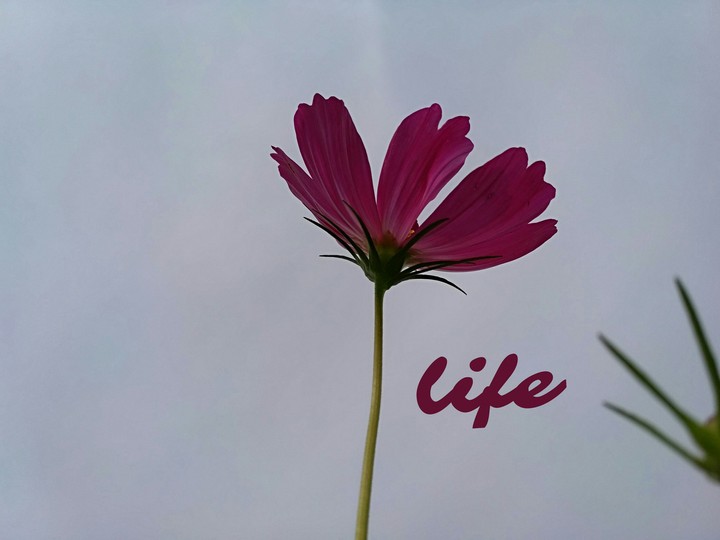 Life 2