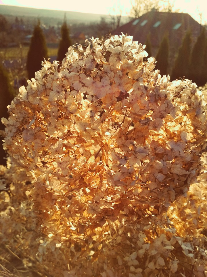 dry flowers