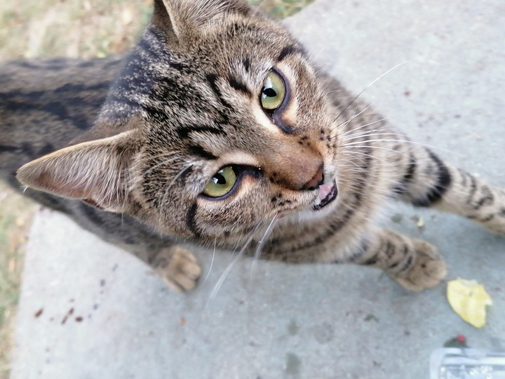 cat