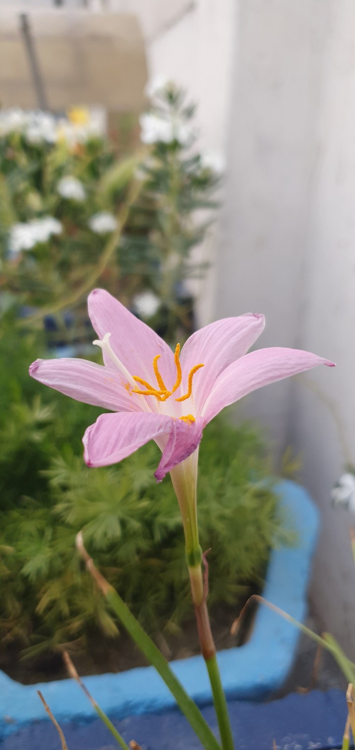 Pink Rain Lily