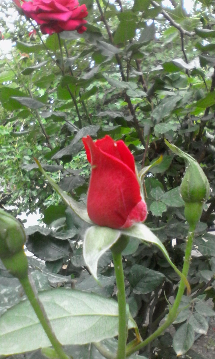 cicek