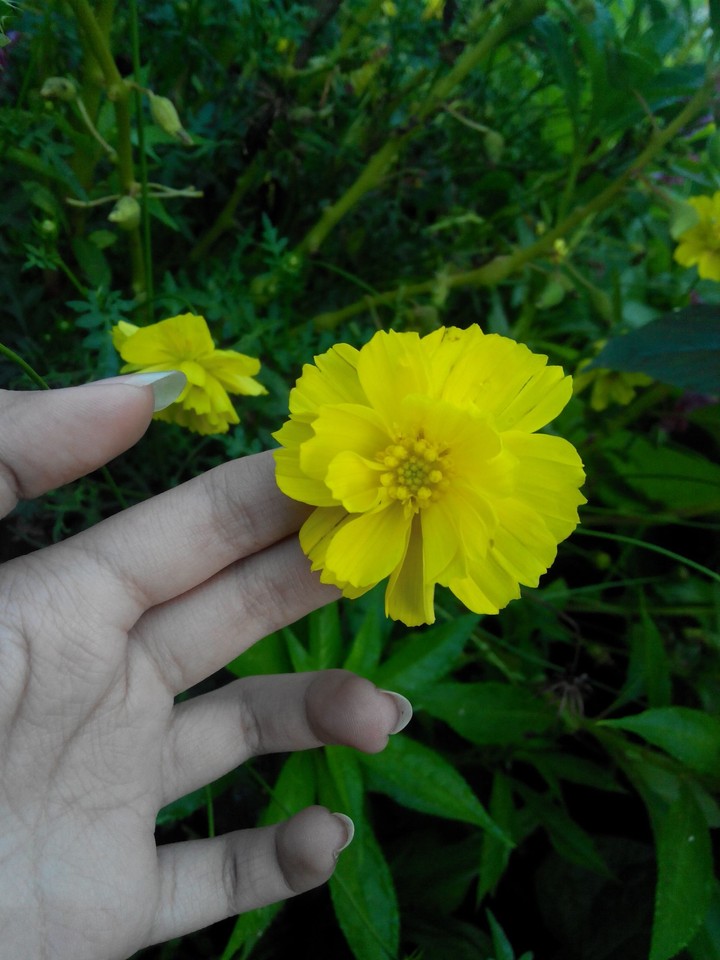 wild flower