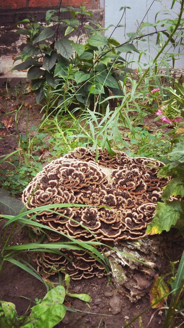 mushrooms