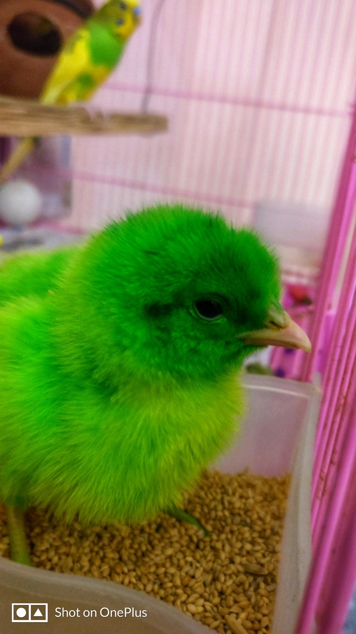 #cutechick #greeeeny #lovely