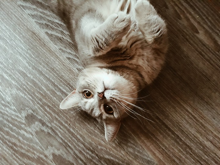 Пухлая Котя
