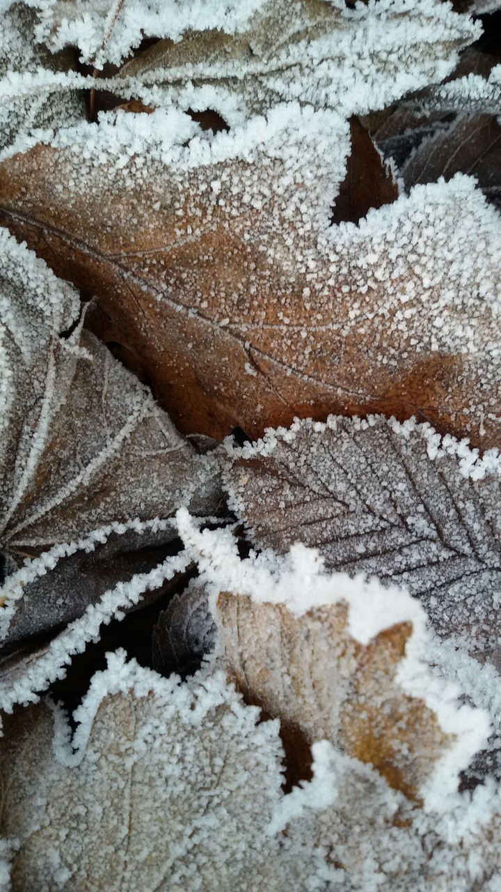 leafs