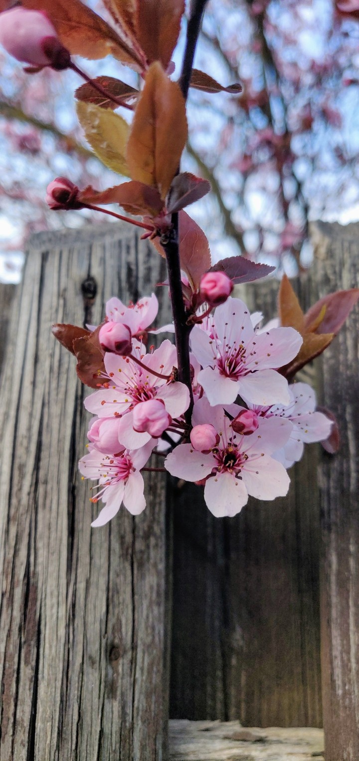 Cherry blossom flower