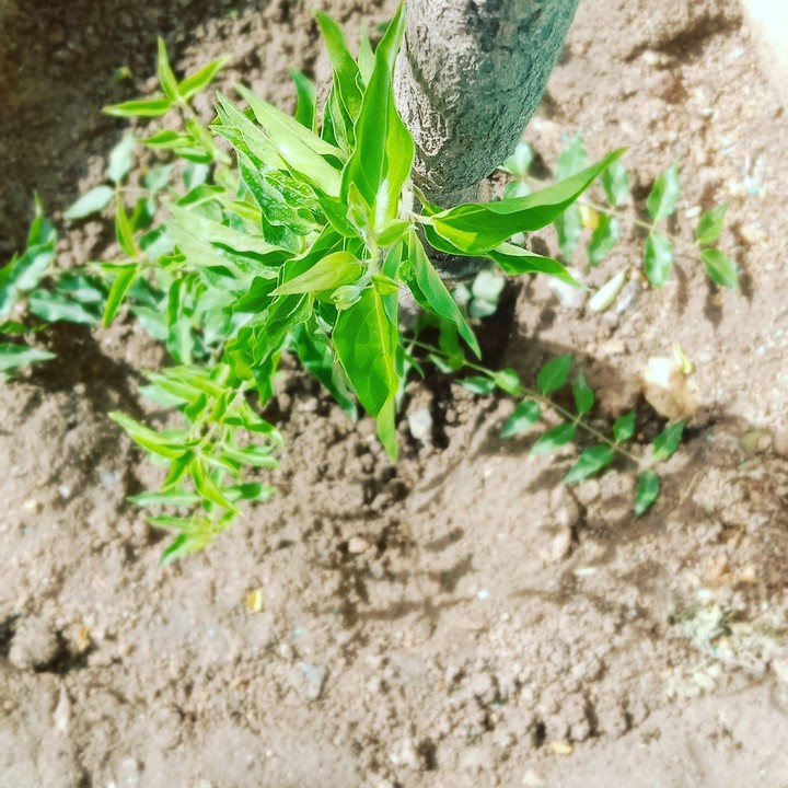 Plants kasturi manjal