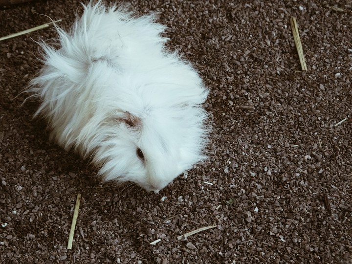Bianco latte