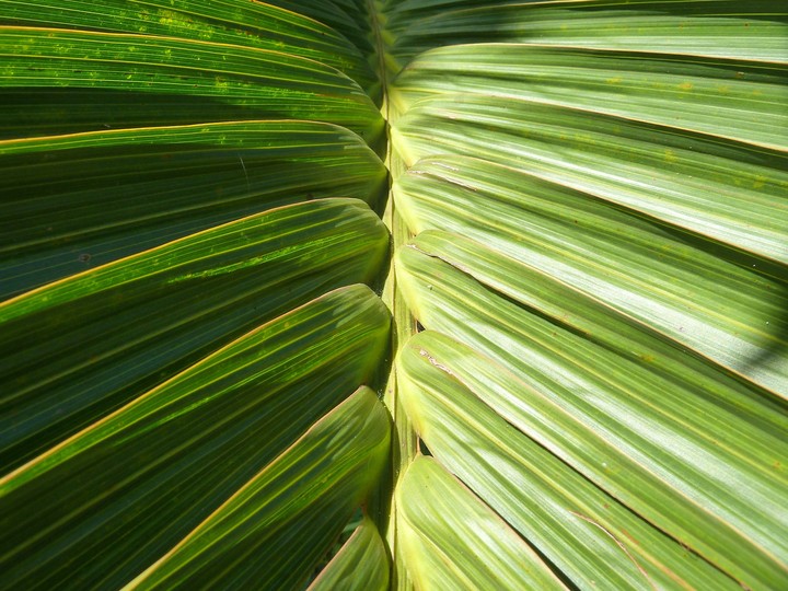 Palm Leaves