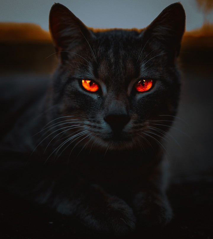 gato