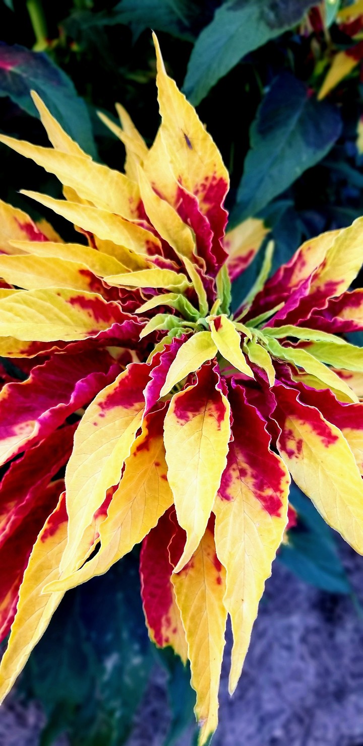 flower