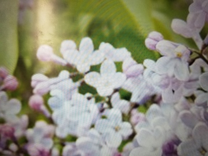 beautiful flowers