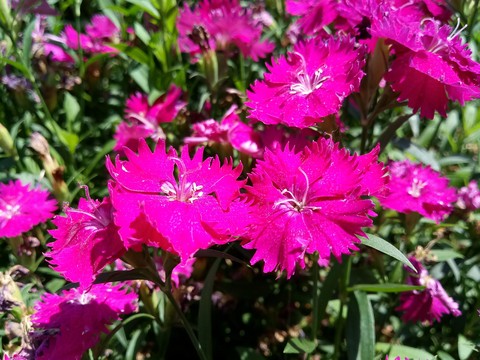 hình nền dianthus, groundcover