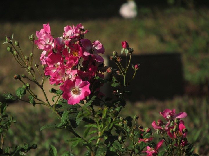 blooming