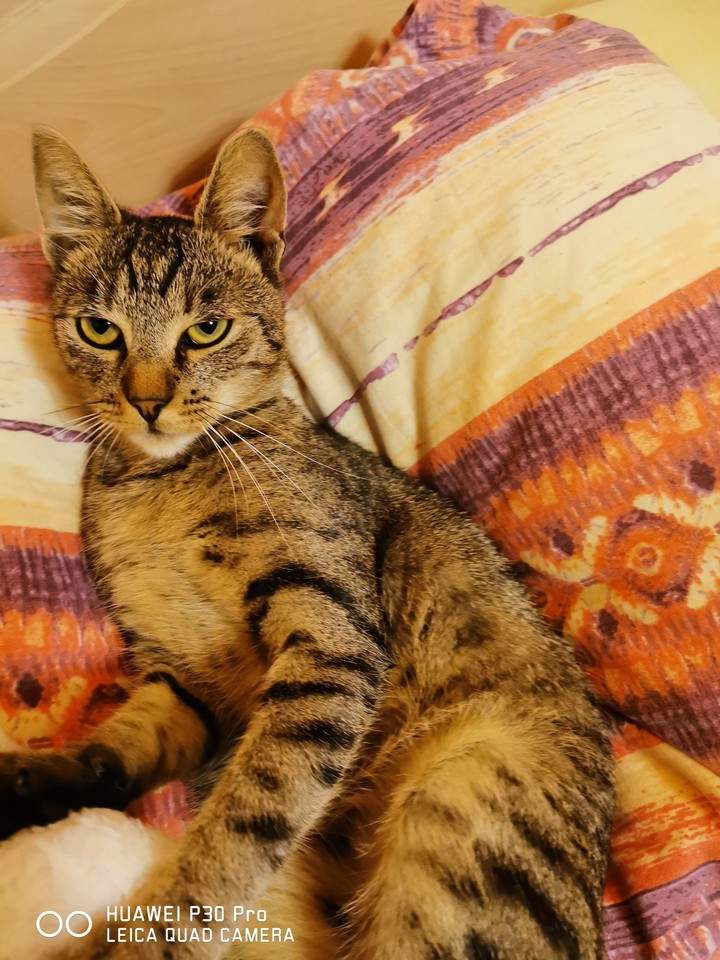 #cat