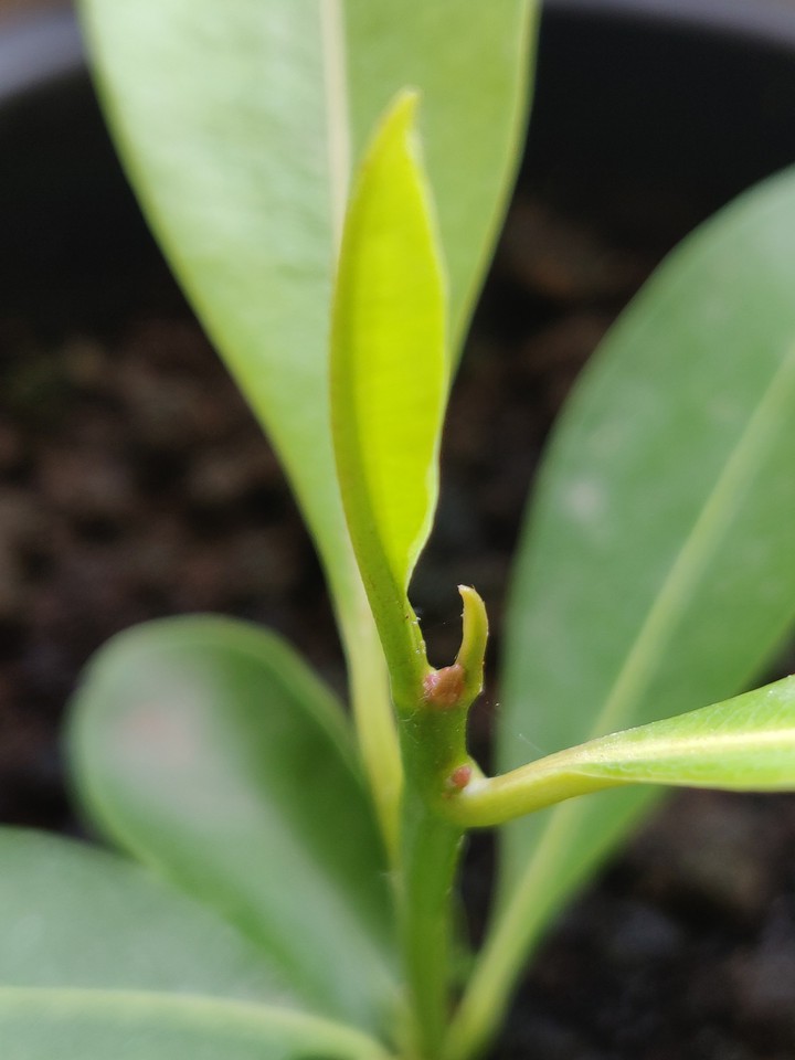 new_leaf