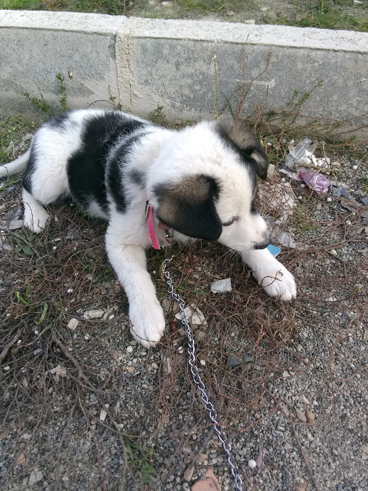 köpekk
