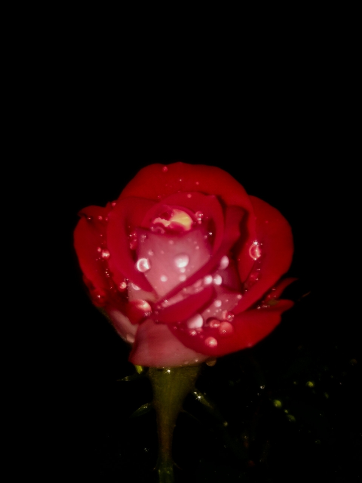 rose