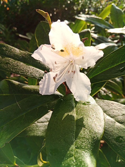 wallpaper plant, subshrub