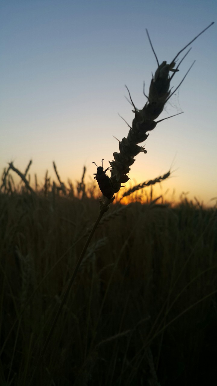 photo by mojaa