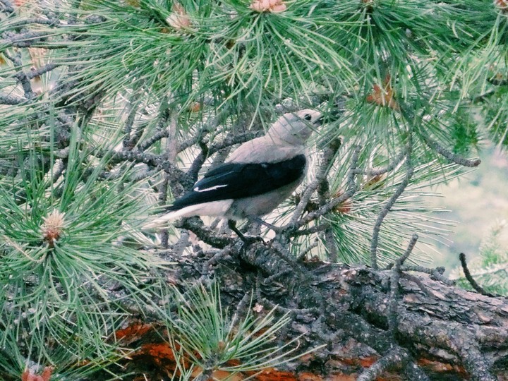 Small Bird