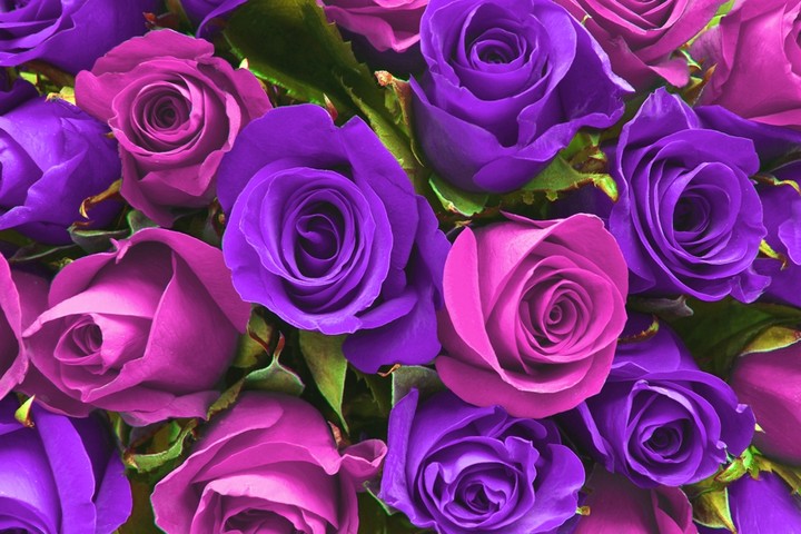 Pink and Purple Rose