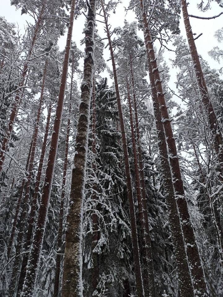 winter forest
