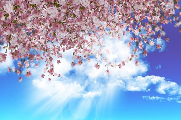 cherry blossoms