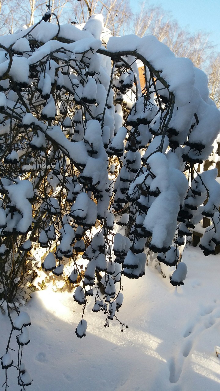 Snow rowan