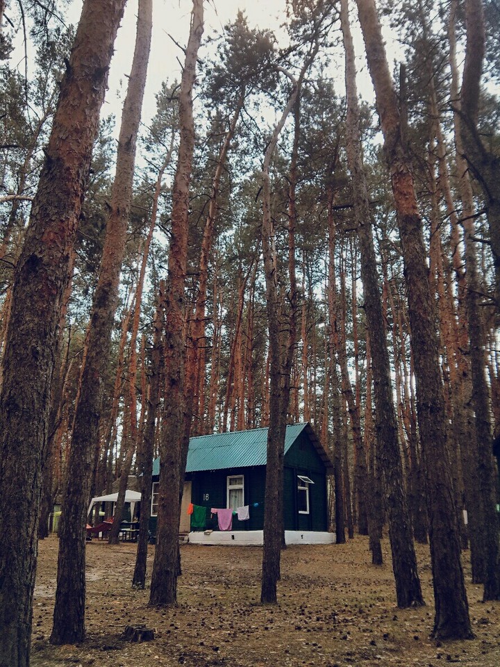 Лес