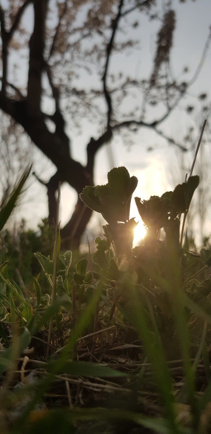 spring garden