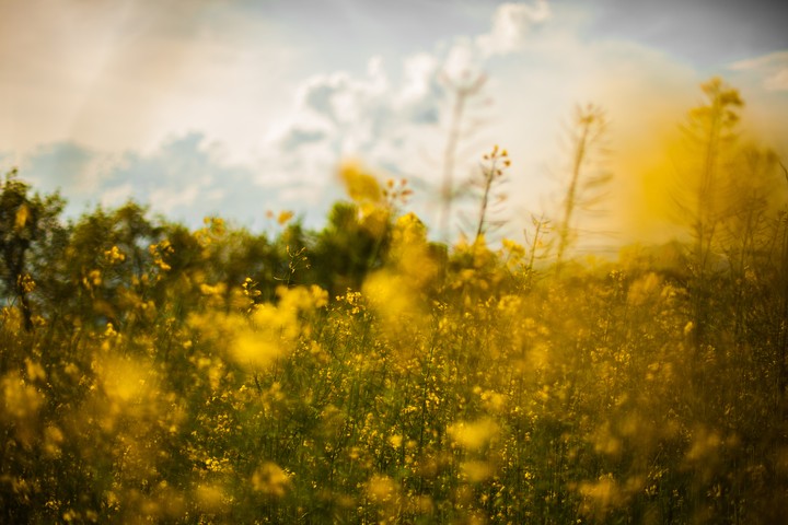 Spring Time