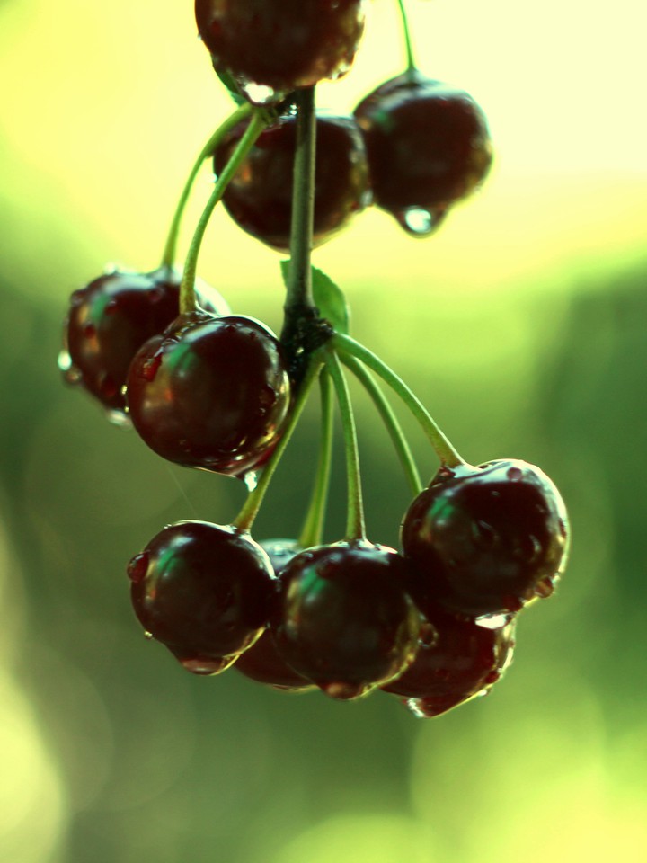 Cherry after the rain